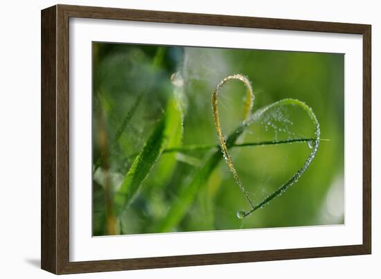 Grass Formed Itself in a Heart Shape with Morning Dew-Frank May-Framed Photo