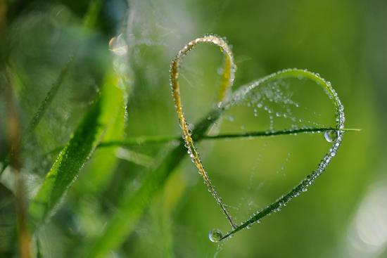 Grass Formed Itself In A Heart Shape With Morning Dew Photo Frank May Art Com Grass Formed Itself In A Heart Shape With Morning Dew Photo Frank May Art Com