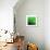 Grass (green), c.2011-Davide Polla-Premium Giclee Print displayed on a wall