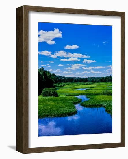 Grass growing in a river, Middle Branch Moose River, New York State Route 28, Adirondack Mountai...-null-Framed Photographic Print