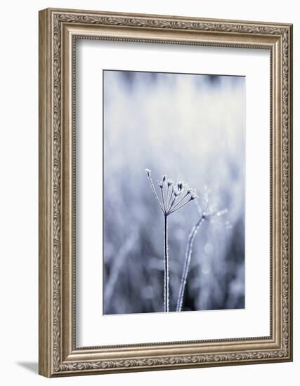 Grass, Hoarfrost, Sunlight, Grass, Frost, Froze, Back Light, Season, Winter, Maturity-Nora Frei-Framed Photographic Print