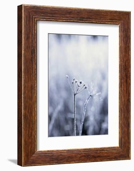 Grass, Hoarfrost, Sunlight, Grass, Frost, Froze, Back Light, Season, Winter, Maturity-Nora Frei-Framed Photographic Print