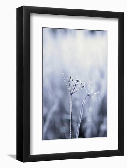 Grass, Hoarfrost, Sunlight, Grass, Frost, Froze, Back Light, Season, Winter, Maturity-Nora Frei-Framed Photographic Print
