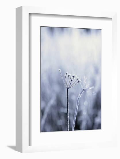 Grass, Hoarfrost, Sunlight, Grass, Frost, Froze, Back Light, Season, Winter, Maturity-Nora Frei-Framed Photographic Print