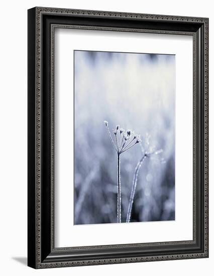 Grass, Hoarfrost, Sunlight, Grass, Frost, Froze, Back Light, Season, Winter, Maturity-Nora Frei-Framed Photographic Print