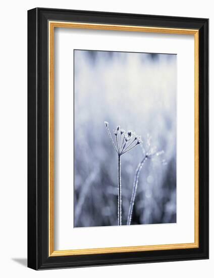 Grass, Hoarfrost, Sunlight, Grass, Frost, Froze, Back Light, Season, Winter, Maturity-Nora Frei-Framed Photographic Print