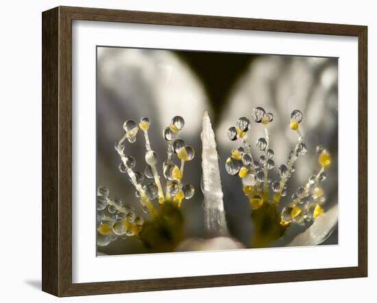 Grass of Parnassus flower detail with dewdrops, Germany-Konrad Wothe-Framed Photographic Print