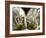 Grass of Parnassus flower detail with dewdrops, Germany-Konrad Wothe-Framed Photographic Print