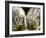 Grass of Parnassus flower detail with dewdrops, Germany-Konrad Wothe-Framed Photographic Print