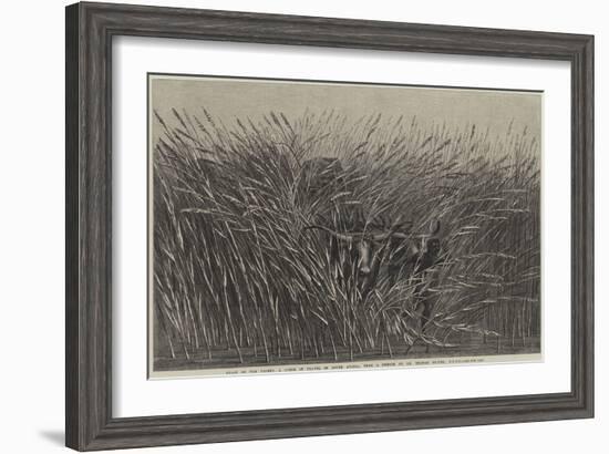 Grass of the Desert, a Scene of Travel in South Africa-Thomas Baines-Framed Giclee Print