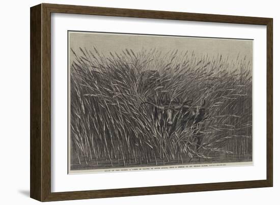 Grass of the Desert, a Scene of Travel in South Africa-Thomas Baines-Framed Giclee Print
