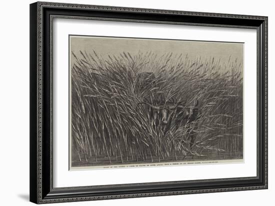 Grass of the Desert, a Scene of Travel in South Africa-Thomas Baines-Framed Giclee Print