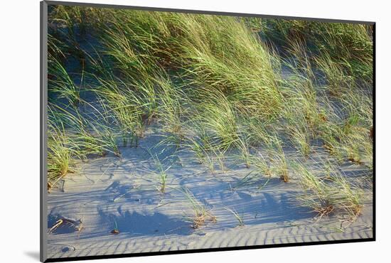 Grass on the sands of Lake Michigan, Indiana Dunes, Indiana, USA-Anna Miller-Mounted Photographic Print