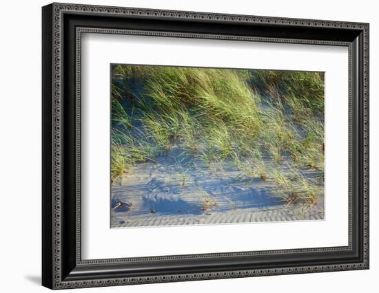 Grass on the sands of Lake Michigan, Indiana Dunes, Indiana, USA-Anna Miller-Framed Photographic Print