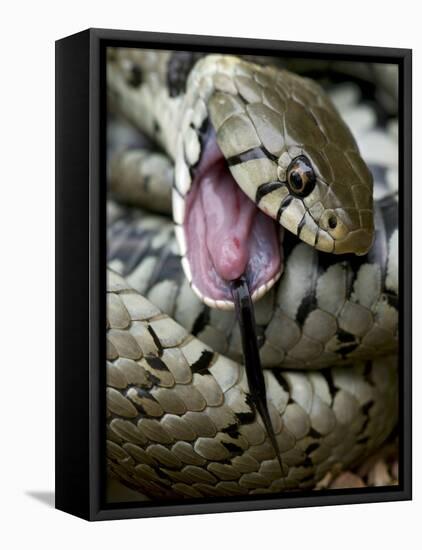 Grass Snake Feigning Death, Hertfordshire, England, UK-Andy Sands-Framed Premier Image Canvas