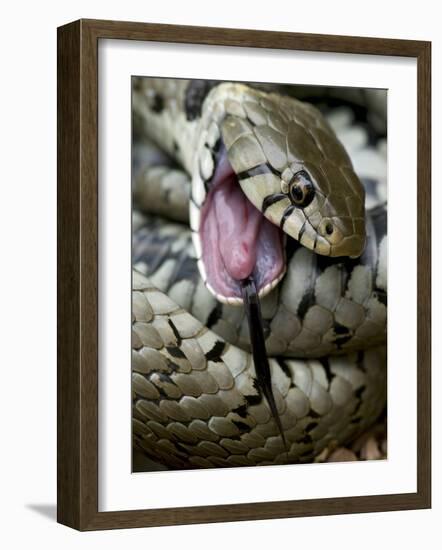 Grass Snake Feigning Death, Hertfordshire, England, UK-Andy Sands-Framed Photographic Print