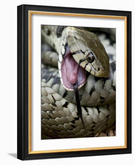 Grass Snake Feigning Death, Hertfordshire, England, UK-Andy Sands-Framed Photographic Print