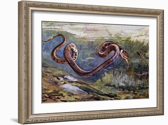 Grass Snake (Natrix Natrix), Colubridae, Drawing-null-Framed Giclee Print