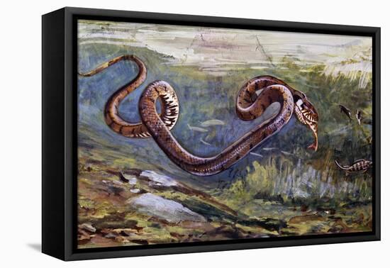 Grass Snake (Natrix Natrix), Colubridae, Drawing-null-Framed Premier Image Canvas