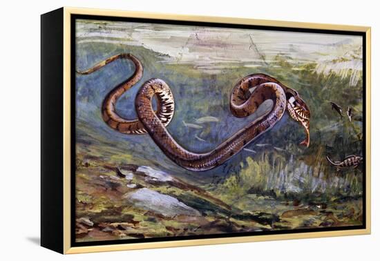 Grass Snake (Natrix Natrix), Colubridae, Drawing-null-Framed Premier Image Canvas