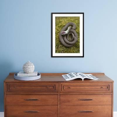 Grass snake juvenile playing dead, Alvao, Portugal - Stock Image -  C041/6117 - Science Photo Library