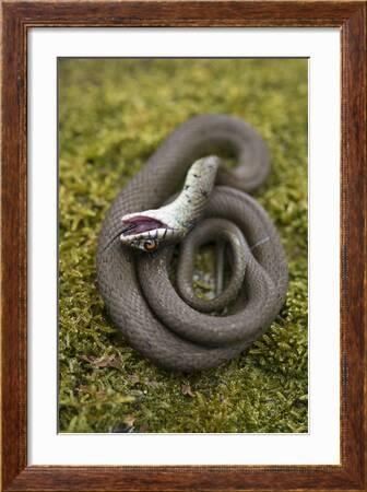 Stock photo of Grass snake (Natrix natrix) juvenile playing dead