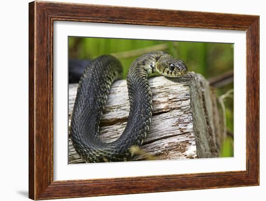 Grass Snake-Duncan Shaw-Framed Photographic Print