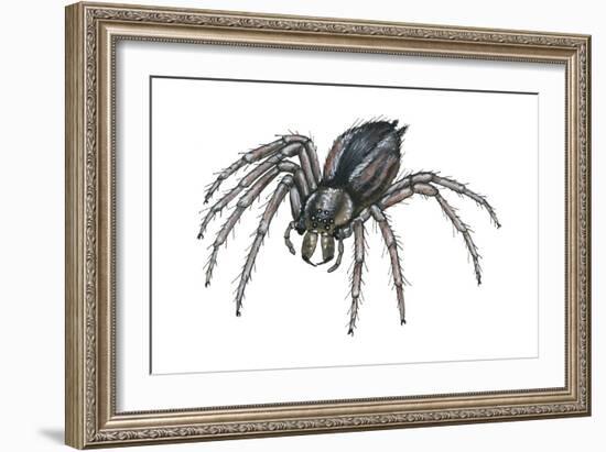 Grass Spider (Agelenopsis), Arachnids-Encyclopaedia Britannica-Framed Art Print