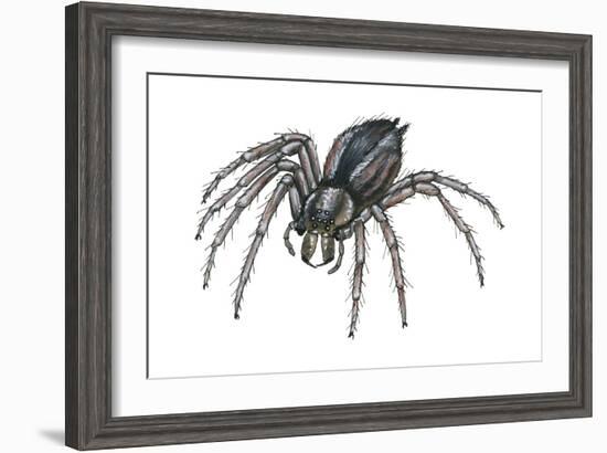 Grass Spider (Agelenopsis), Arachnids-Encyclopaedia Britannica-Framed Art Print