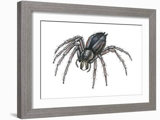 Grass Spider (Agelenopsis), Arachnids-Encyclopaedia Britannica-Framed Art Print