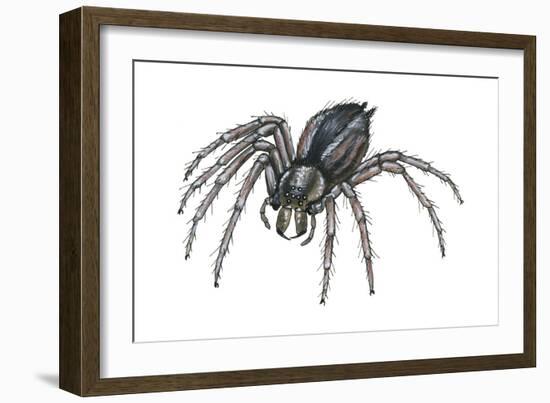 Grass Spider (Agelenopsis), Arachnids-Encyclopaedia Britannica-Framed Art Print