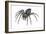 Grass Spider (Agelenopsis), Arachnids-Encyclopaedia Britannica-Framed Art Print