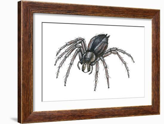 Grass Spider (Agelenopsis), Arachnids-Encyclopaedia Britannica-Framed Art Print