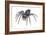 Grass Spider (Agelenopsis), Arachnids-Encyclopaedia Britannica-Framed Art Print