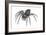 Grass Spider (Agelenopsis), Arachnids-Encyclopaedia Britannica-Framed Art Print