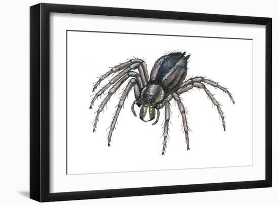 Grass Spider (Agelenopsis), Arachnids-Encyclopaedia Britannica-Framed Art Print