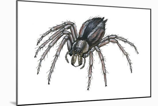 Grass Spider (Agelenopsis), Arachnids-Encyclopaedia Britannica-Mounted Art Print