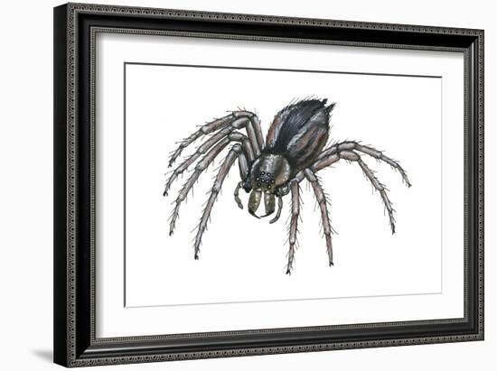 Grass Spider (Agelenopsis), Arachnids-Encyclopaedia Britannica-Framed Art Print