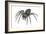 Grass Spider (Agelenopsis), Arachnids-Encyclopaedia Britannica-Framed Art Print