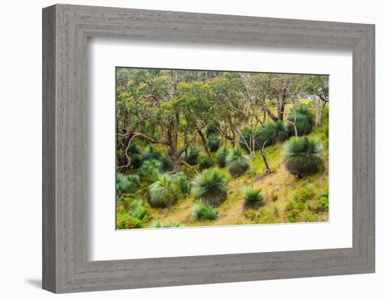 Grass trees, Fleurieu Peninsula, South Australia-Mark A Johnson-Framed Photographic Print