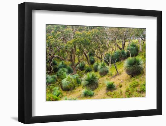 Grass trees, Fleurieu Peninsula, South Australia-Mark A Johnson-Framed Photographic Print