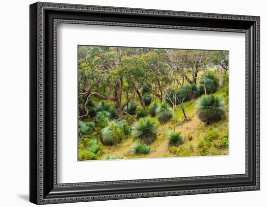 Grass trees, Fleurieu Peninsula, South Australia-Mark A Johnson-Framed Photographic Print