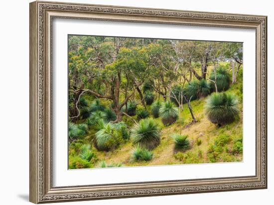 Grass trees, Fleurieu Peninsula, South Australia-Mark A Johnson-Framed Photographic Print