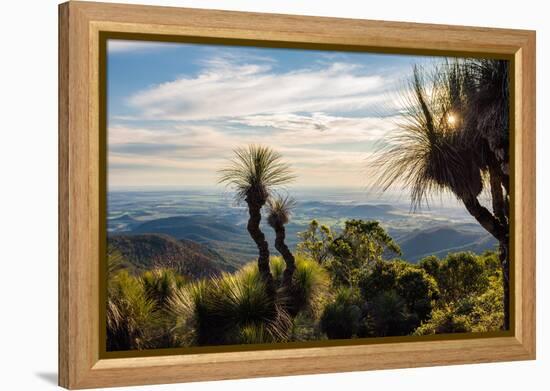 Grass Trees on Mt Kiangarow, Bunya Mountains National Park, Queensland, Australia-Mark A Johnson-Framed Premier Image Canvas