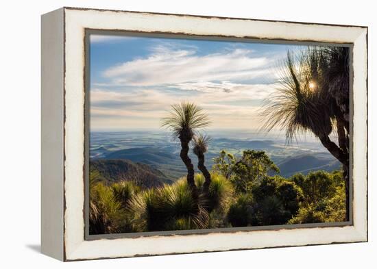 Grass Trees on Mt Kiangarow, Bunya Mountains National Park, Queensland, Australia-Mark A Johnson-Framed Premier Image Canvas