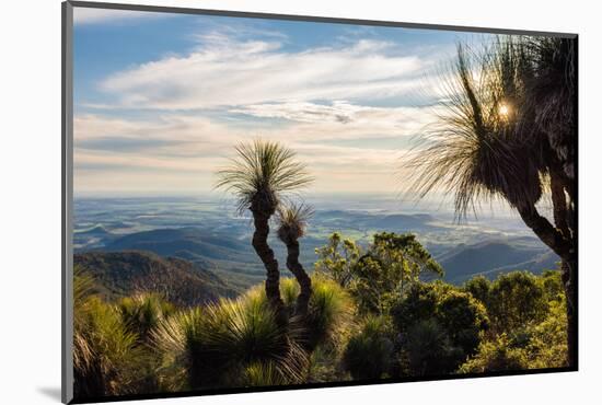 Grass Trees on Mt Kiangarow, Bunya Mountains National Park, Queensland, Australia-Mark A Johnson-Mounted Photographic Print