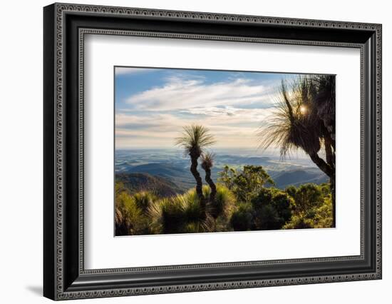 Grass Trees on Mt Kiangarow, Bunya Mountains National Park, Queensland, Australia-Mark A Johnson-Framed Photographic Print