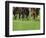 Grass turf horse racing-Maresa Pryor-Framed Photographic Print