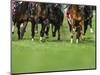 Grass turf horse racing-Maresa Pryor-Mounted Photographic Print