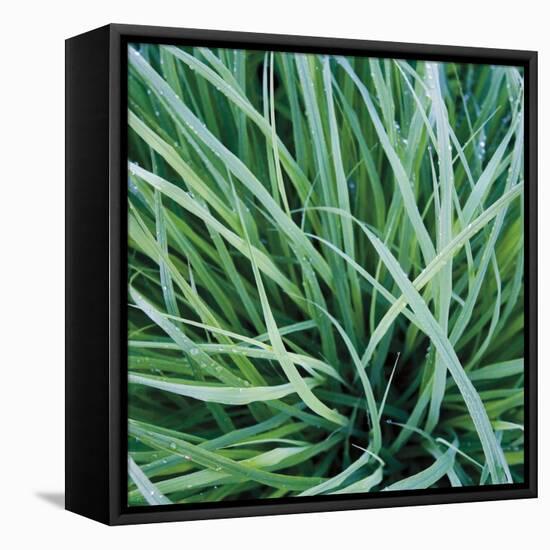 Grass with Morning Dew-Jan Bell-Framed Stretched Canvas